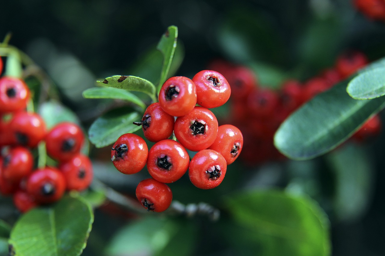 ATP总决赛第4日综述：辛纳两连胜提前晋级，谢尔顿遭逆转无缘四强